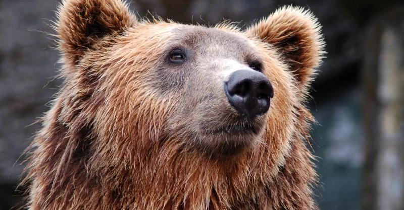 Smart Investing: 3 Stocks That Can Survive a Bear Market